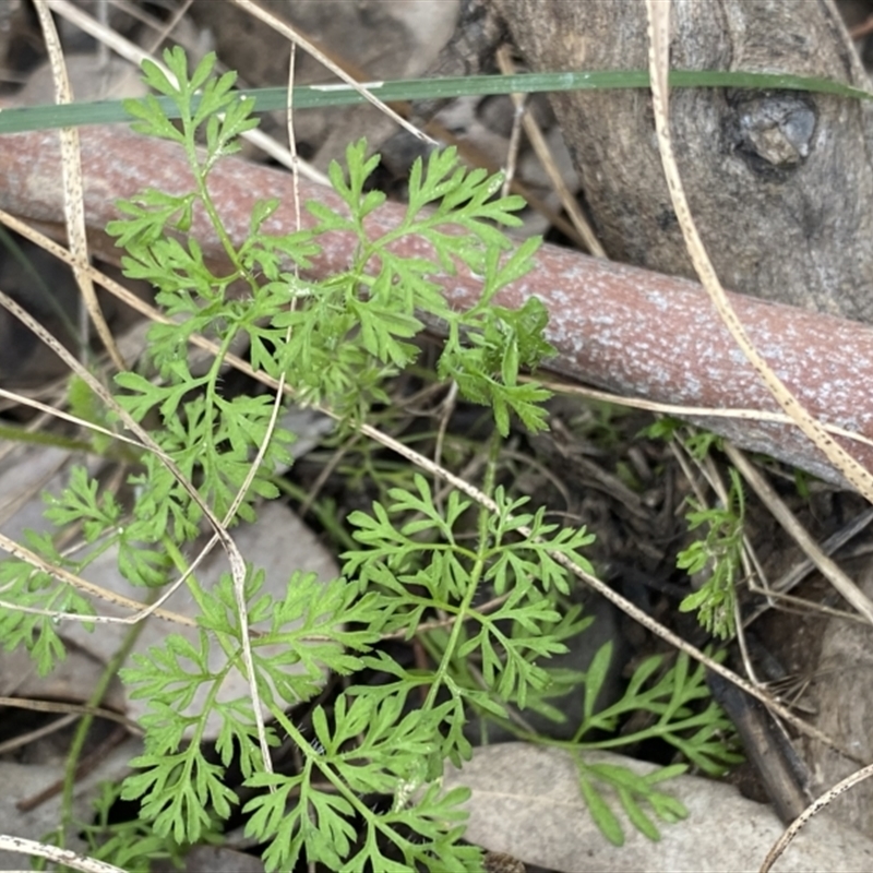 Daucus glochidiatus