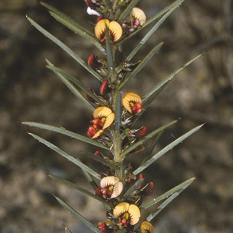 Daviesia acicularis