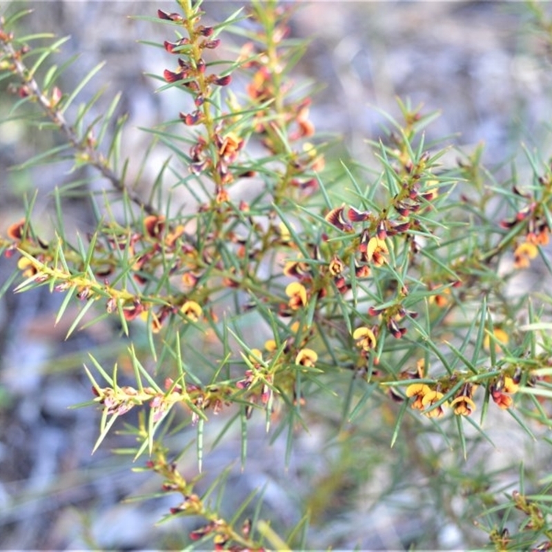 Daviesia acicularis