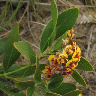 Daviesia corymbosa