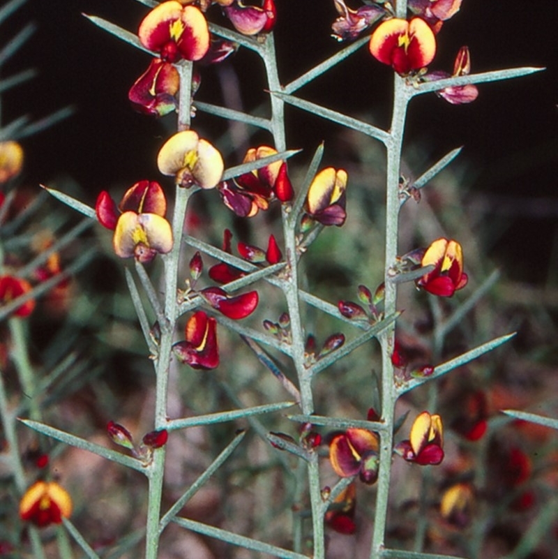 Daviesia genistifolia