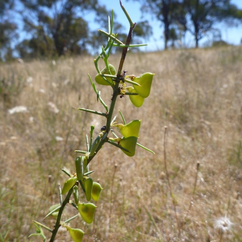 Daviesia genistifolia