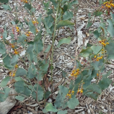 Daviesia latifolia