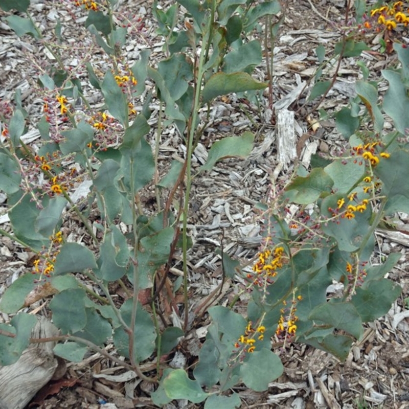 Daviesia latifolia