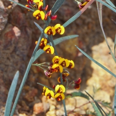 Daviesia leptophylla