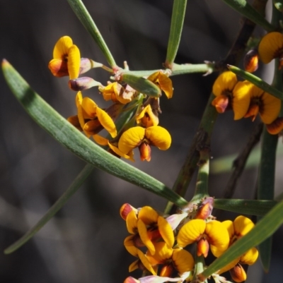 Daviesia leptophylla