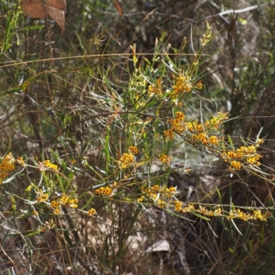 Daviesia leptophylla