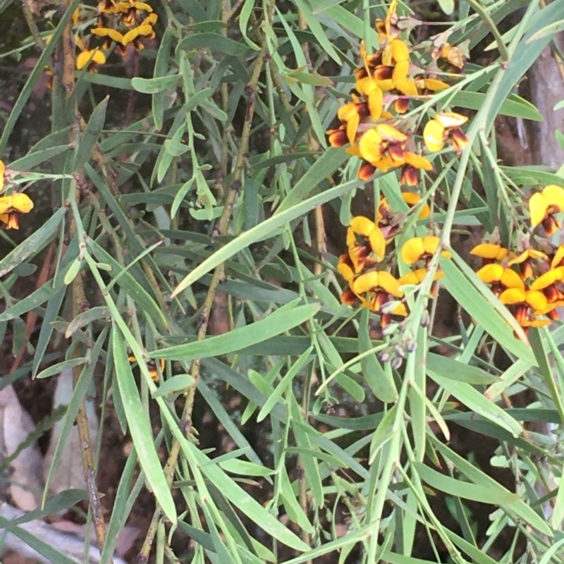 Daviesia leptophylla/mimosoides