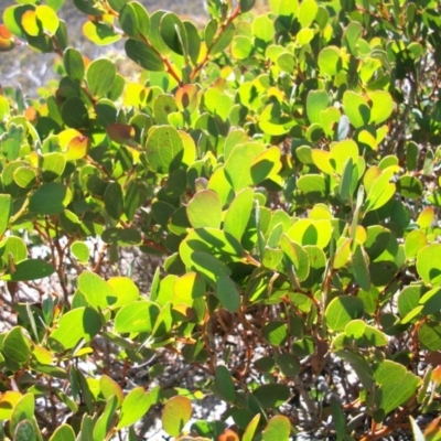 Daviesia mimosoides subsp. acris