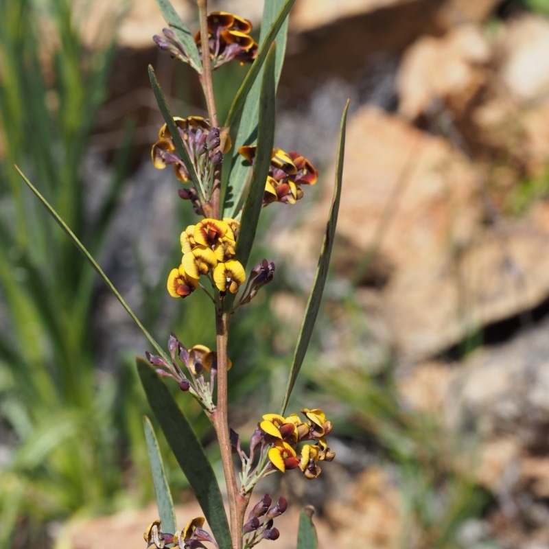 Daviesia mimosoides subsp. mimosoides