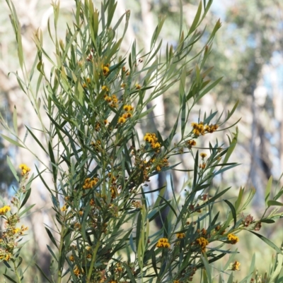 Daviesia mimosoides subsp. mimosoides