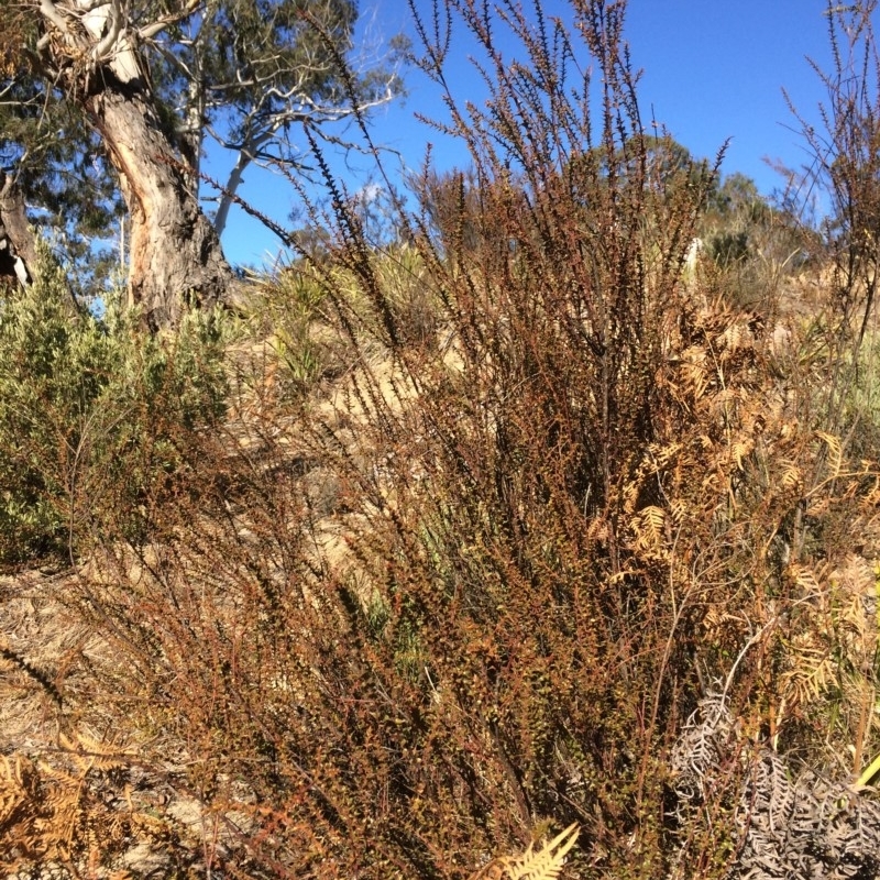 Daviesia squarrosa