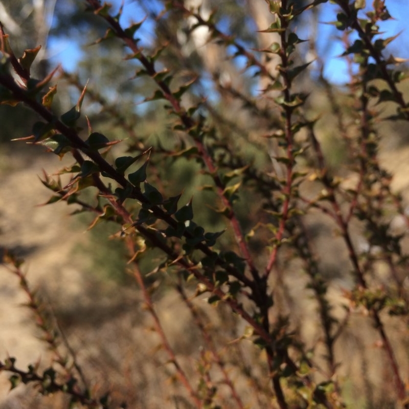 Daviesia squarrosa