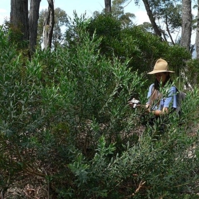 Daviesia suaveolens