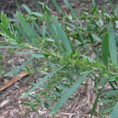 Daviesia suaveolens