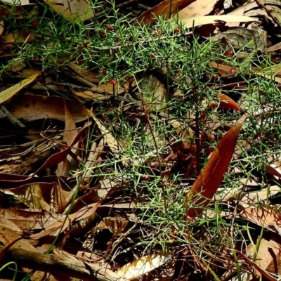 Daviesia ulicifolia subsp. stenophylla