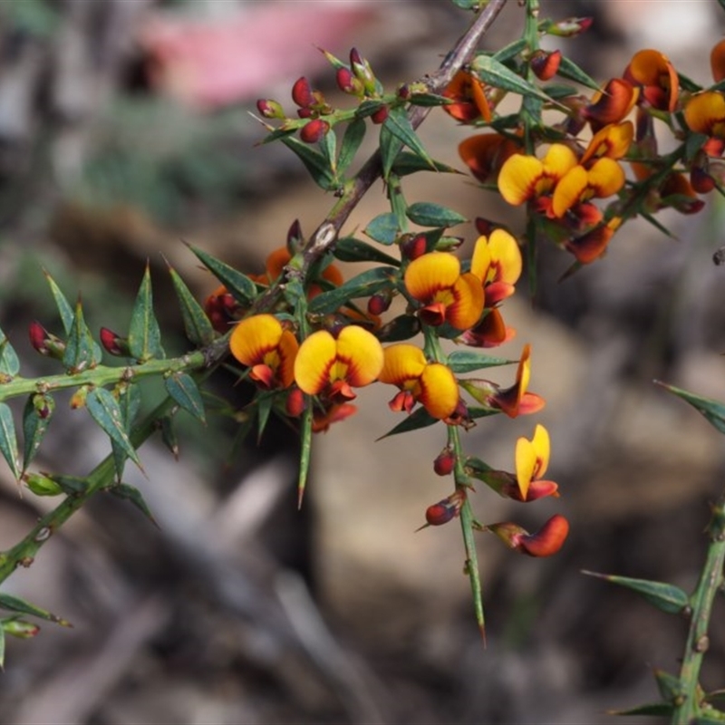 Daviesia ulicifolia subsp. ulicifolia