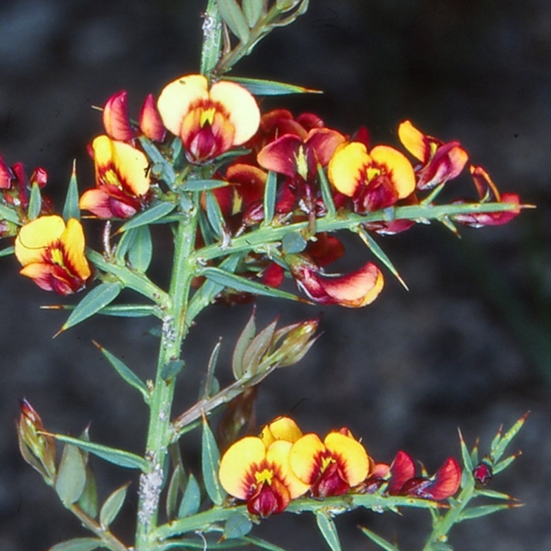 Daviesia ulicifolia subsp. ulicifolia