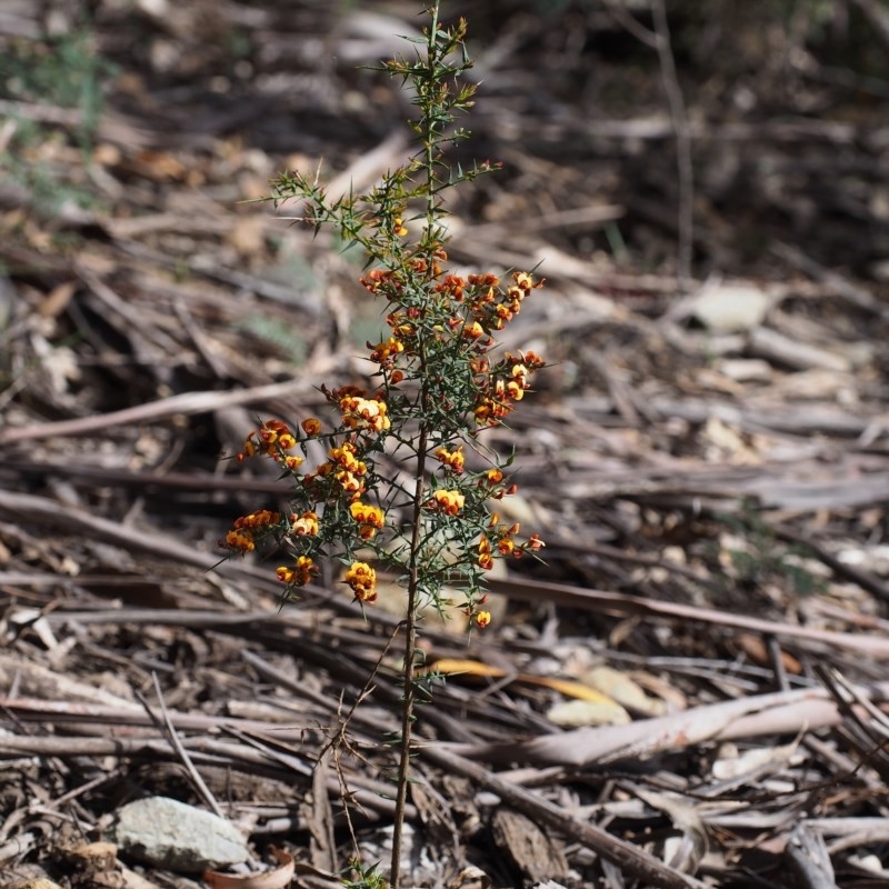 Daviesia ulicifolia subsp. ulicifolia