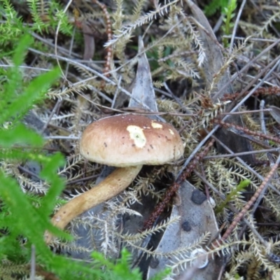 Agarics