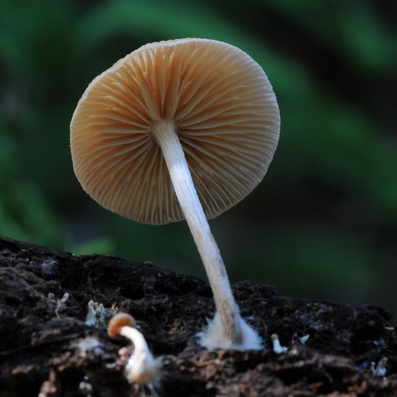 Agarics