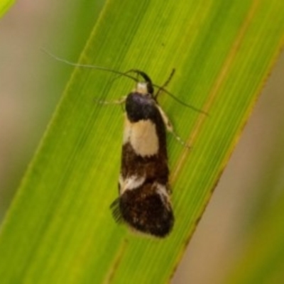 Decatopseustis xanthastis