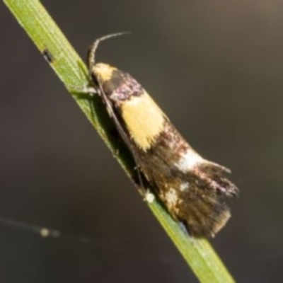 Decatopseustis xanthastis