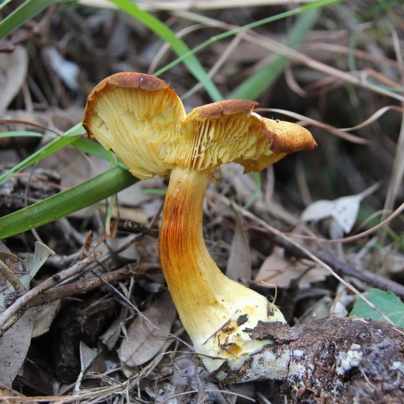 Agarics gilled fungi