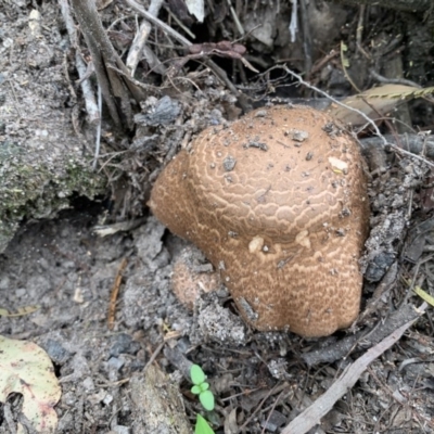 Agaricus augustus