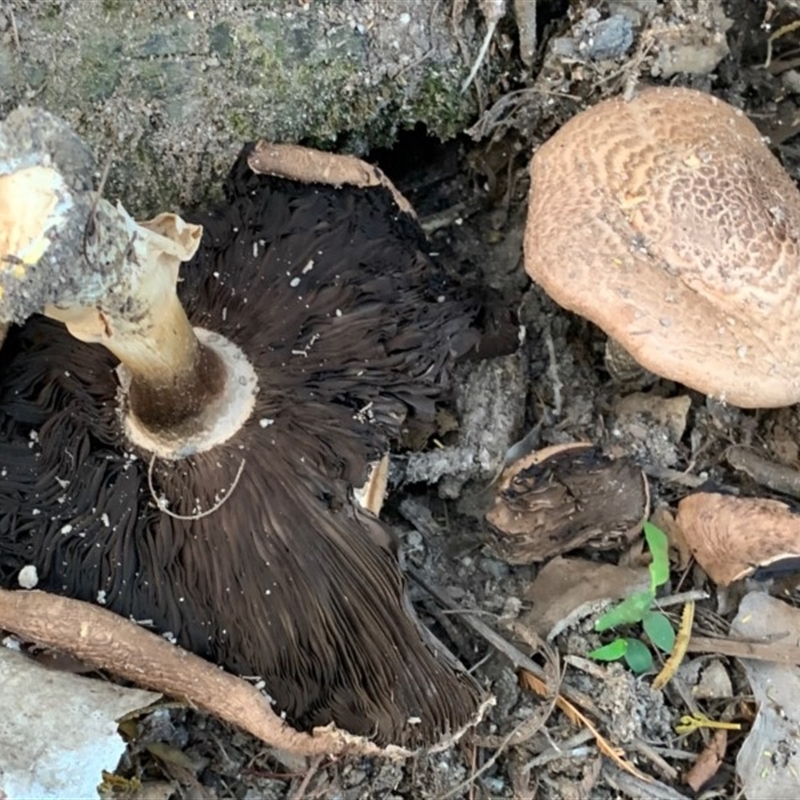 Agaricus augustus