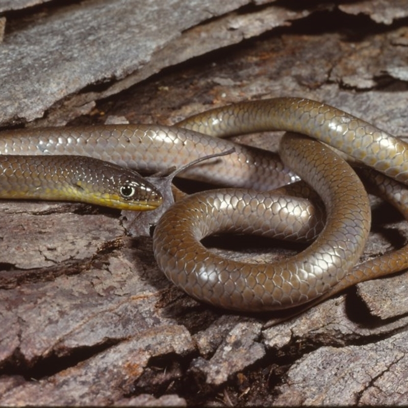 Delma inornata