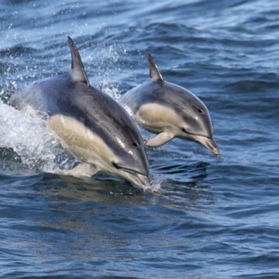 Delphinus delphis