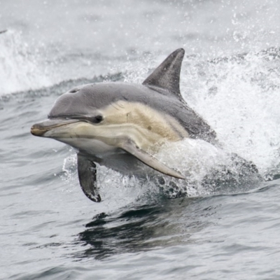 Delphinus delphis