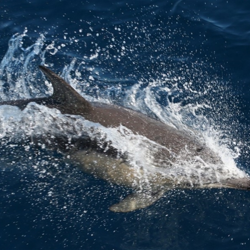 Delphinus delphis