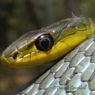 Dendrelaphis punctulatus