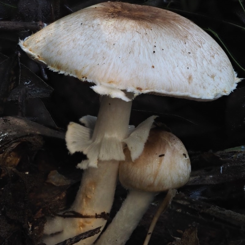 Agaricus sp.