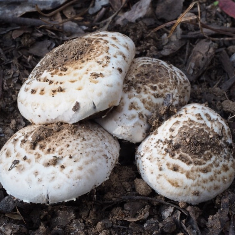 Agaricus sp.