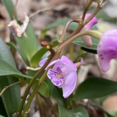 Dendrobium kingianum subsp. kingianum