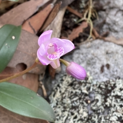 Dendrobium kingianum subsp. kingianum