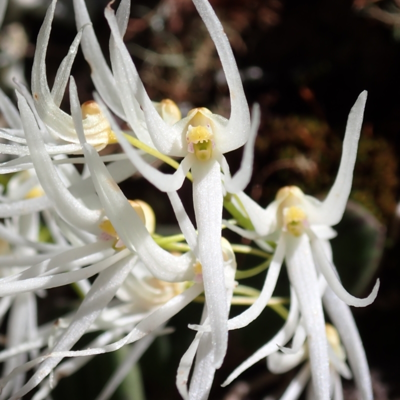 Dockrillia linguiformis