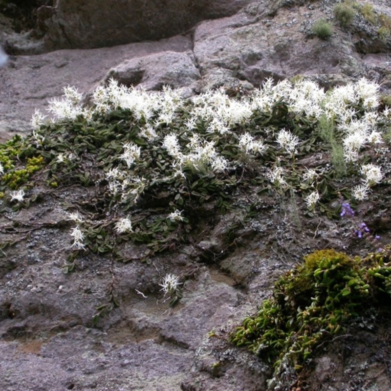 Dockrillia linguiformis