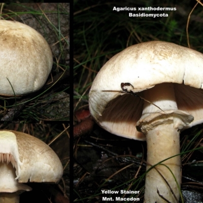 Agaricus xanthodermus