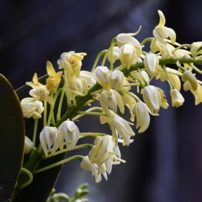 Dendrobium speciosum