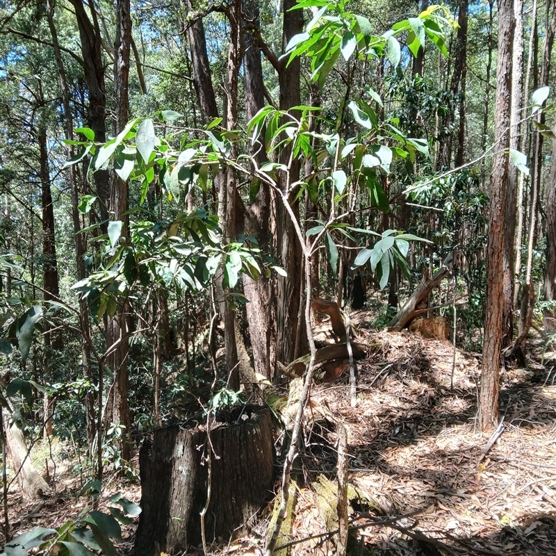 Denhamia celastroides