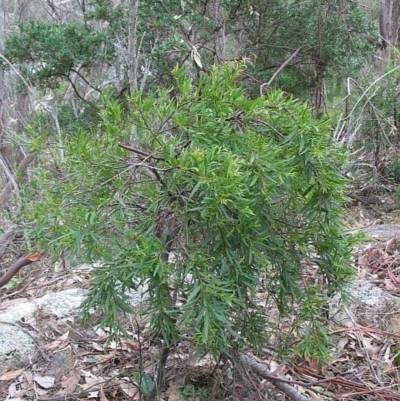 Jackie Miles, Bunga Head