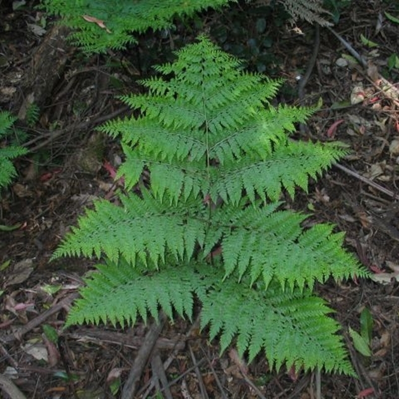 Dennstaedtia davallioides