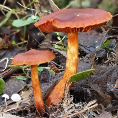 Dermocybe sp.