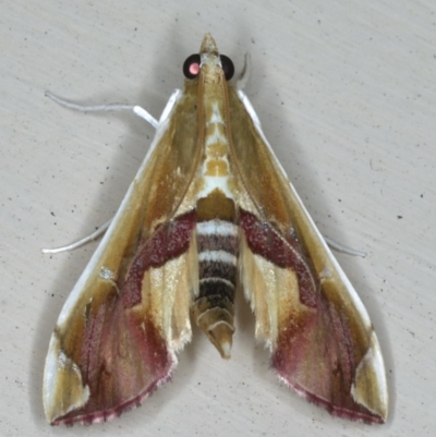 Agathodes ostentalis