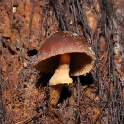 Descolea sp.