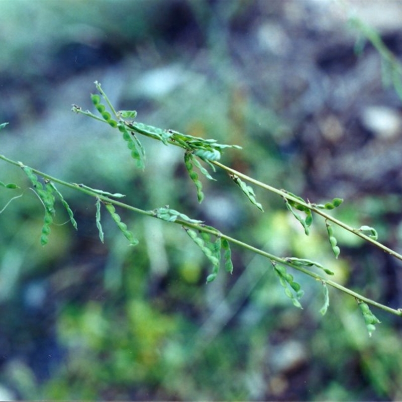 Oxytes brachypoda